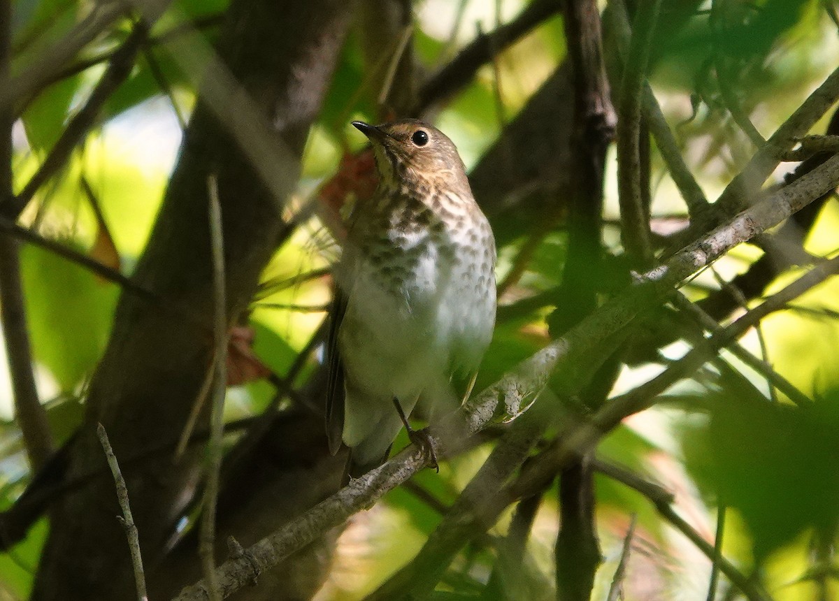 Swainson's Thrush - jerry pruett