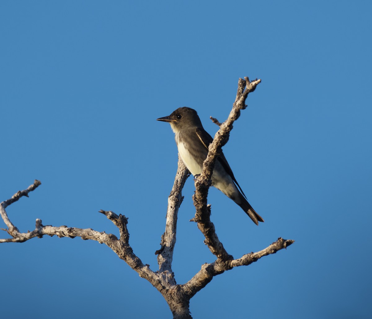 Olive-sided Flycatcher - ML608853075