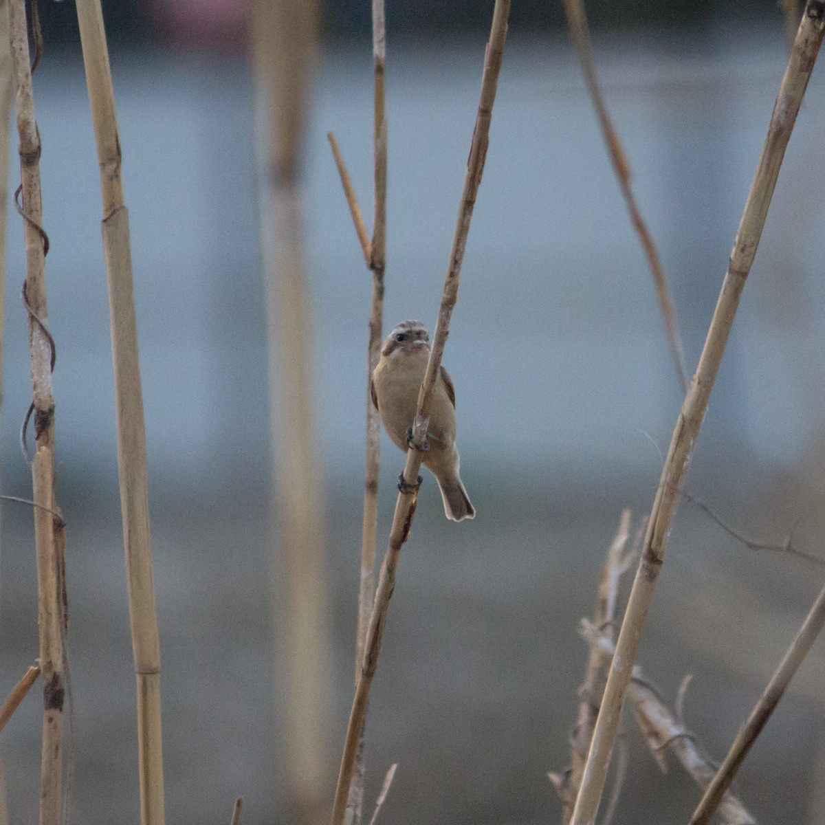 Chinese Penduline-Tit - ML608853166