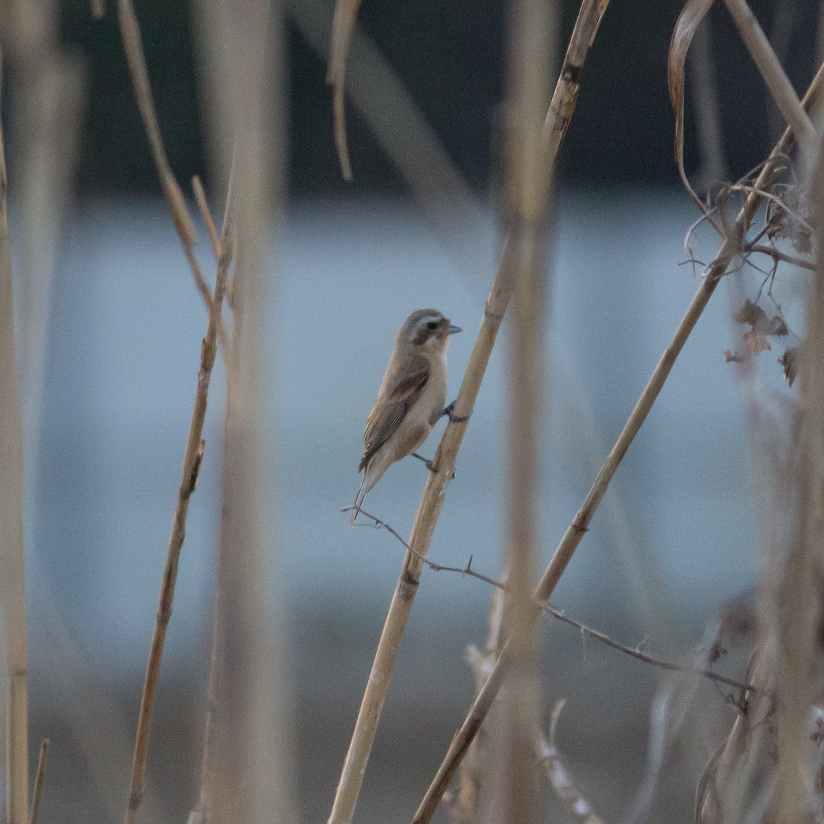 Chinese Penduline-Tit - ML608853167