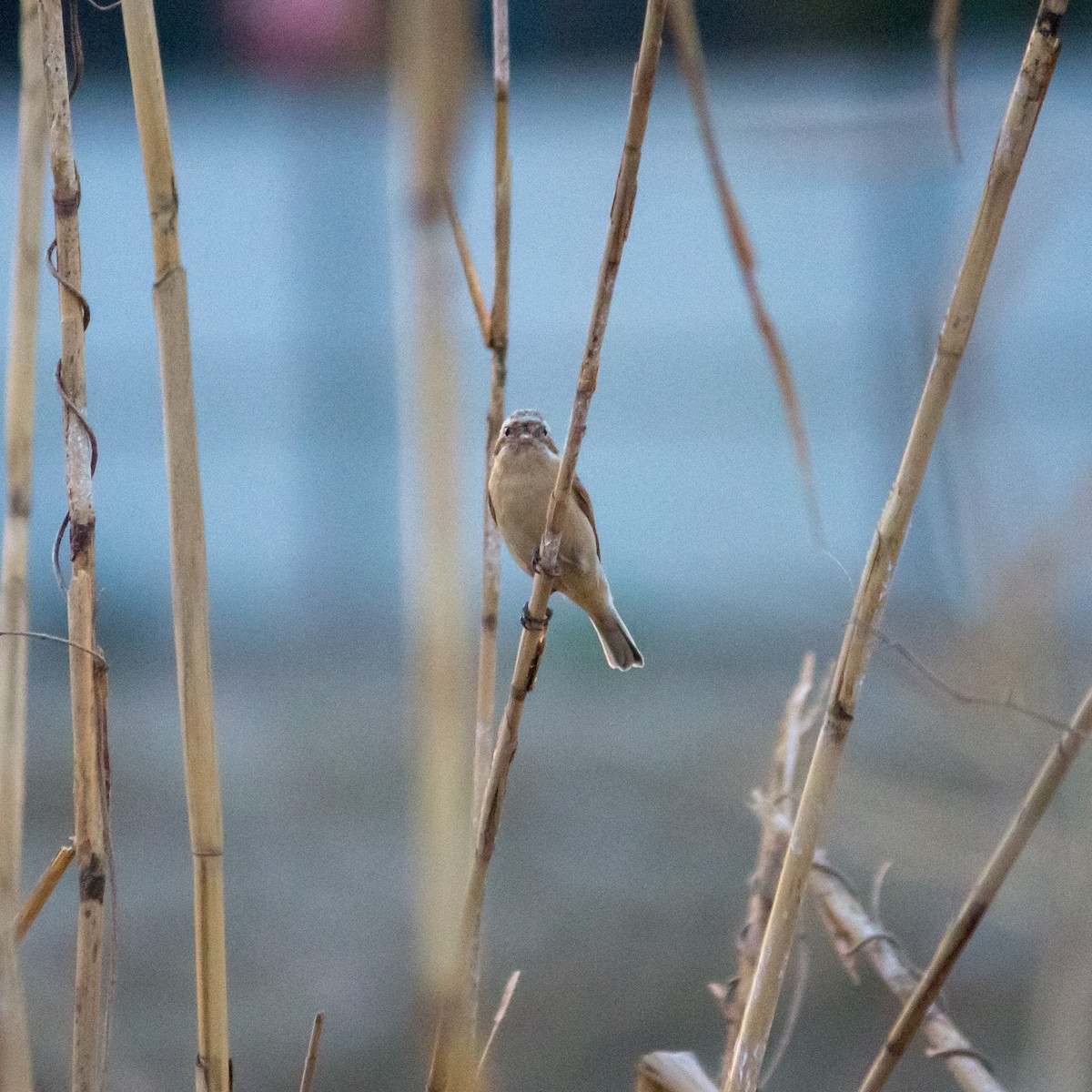 Chinese Penduline-Tit - ML608853168