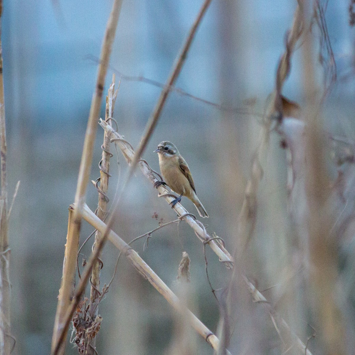 Chinese Penduline-Tit - Rail Whisperer