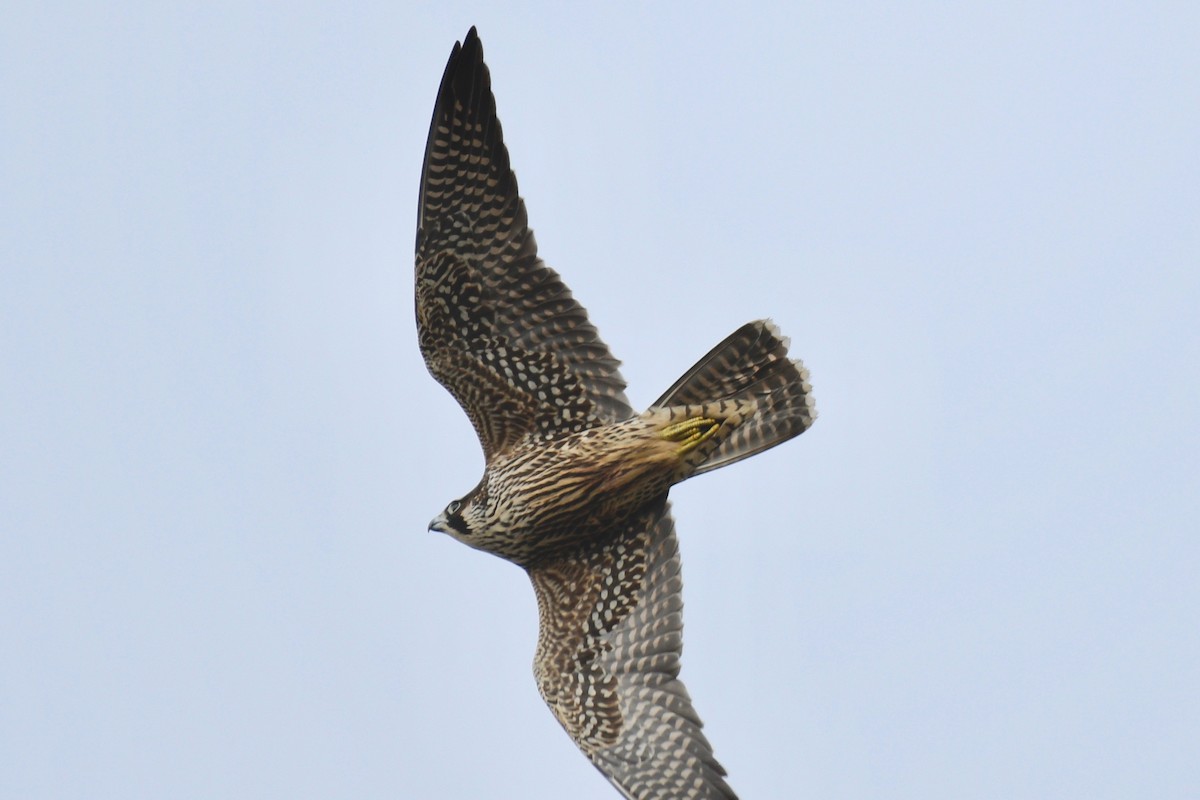 Peregrine Falcon - Monica Siebert