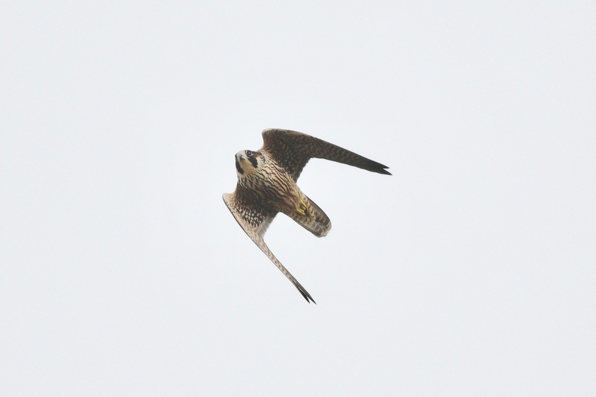 Peregrine Falcon - ML608853229