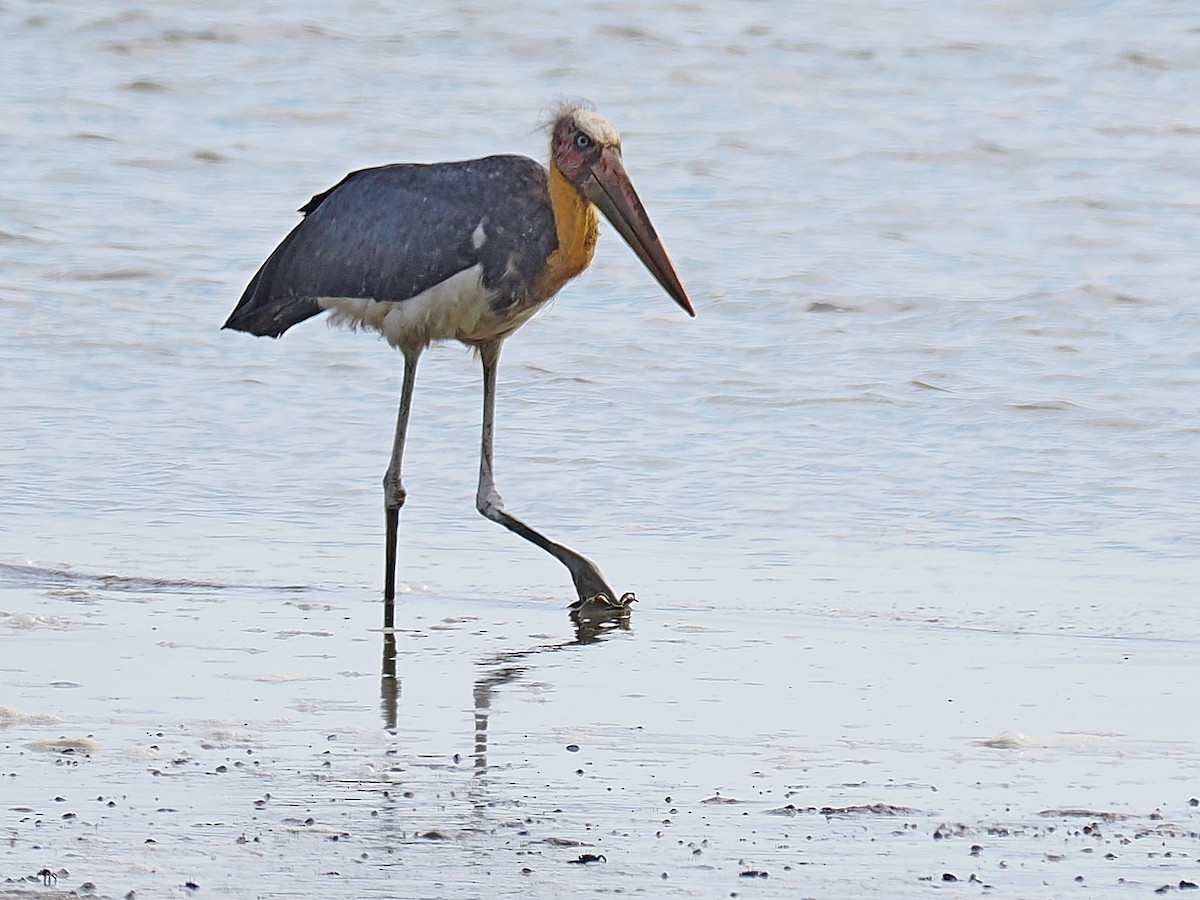 Lesser Adjutant - Sue Chew Yap