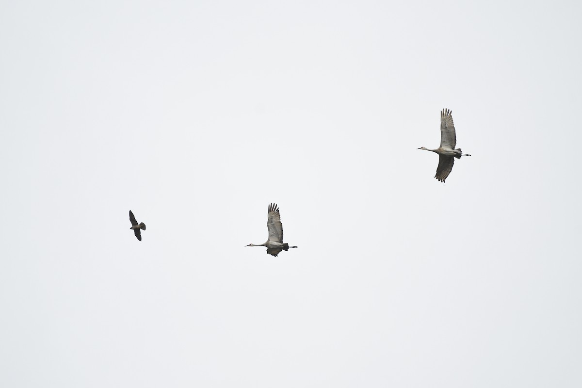 Sandhill Crane - ML608853246