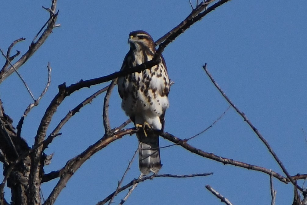 Gray Hawk - Tad Lamb