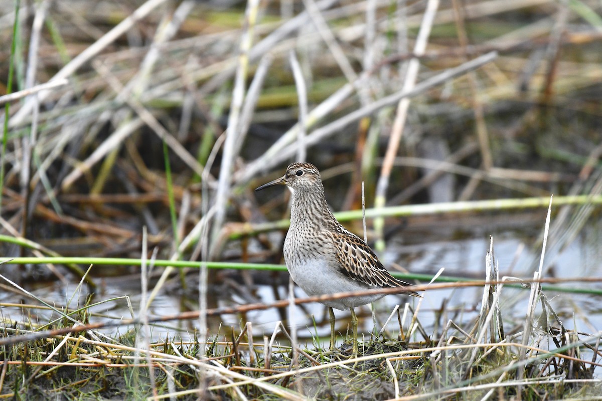 Pectoral Sandpiper - ML608853263