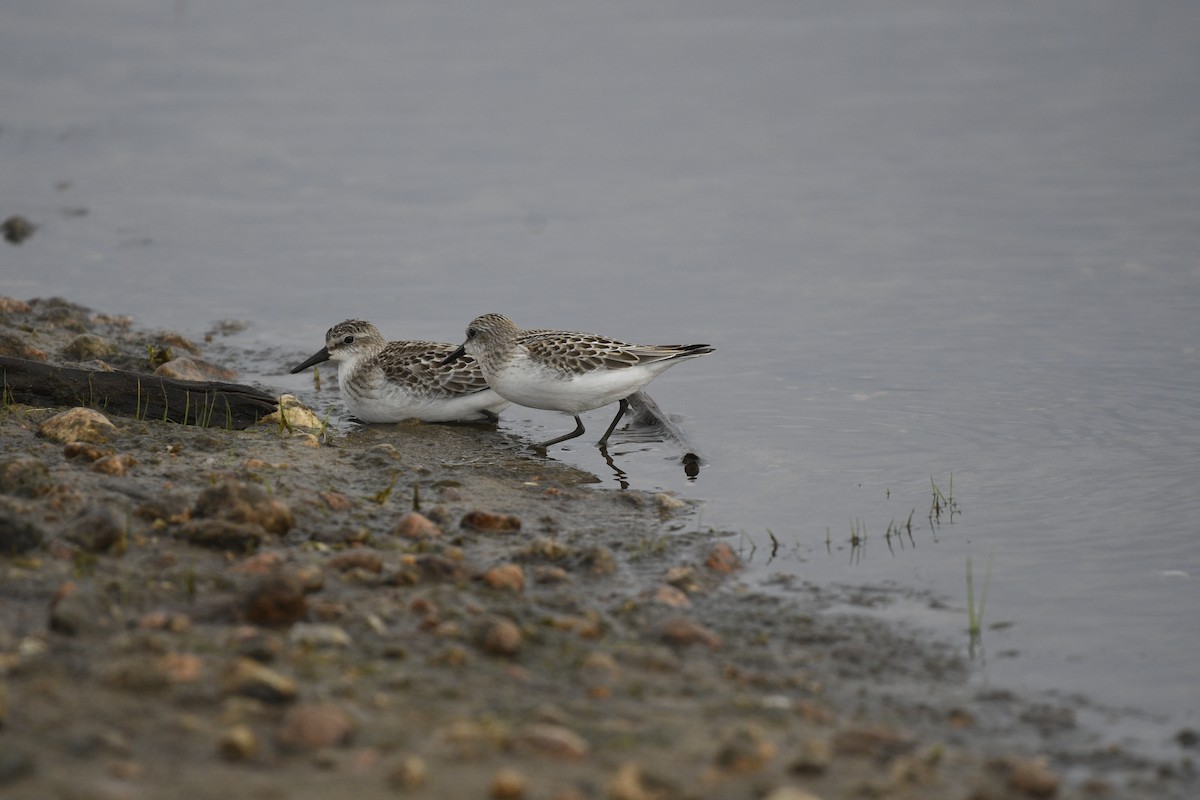 Semipalmated Sandpiper - ML608853266