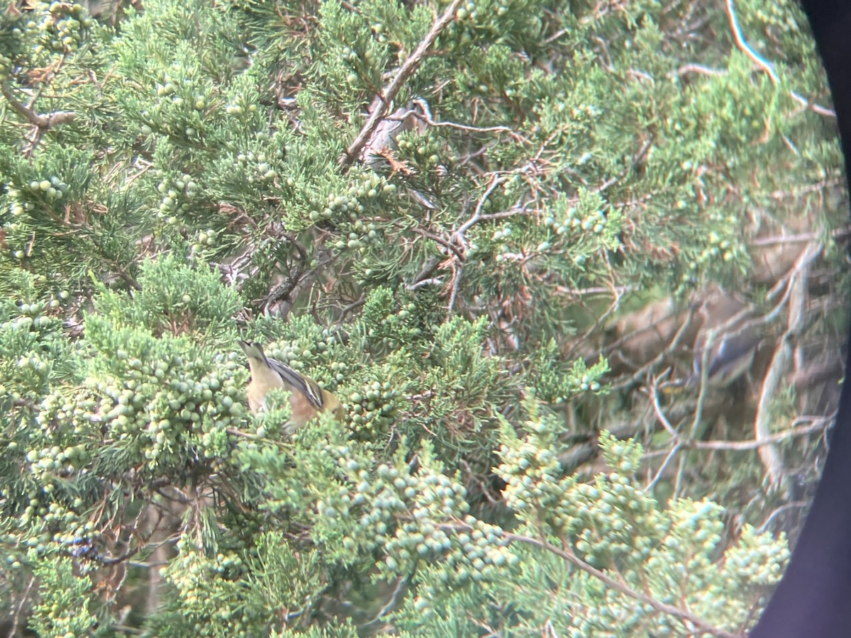 Bay-breasted Warbler - James Purcell