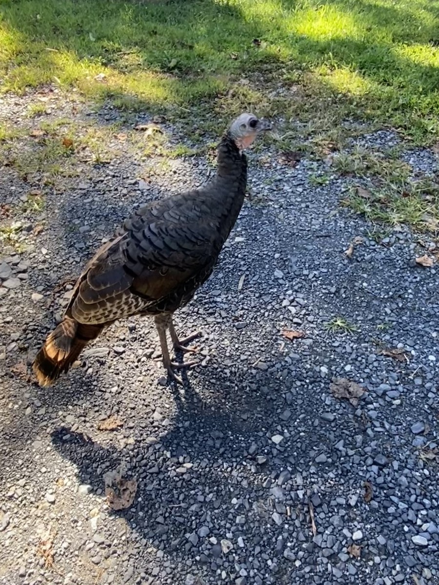 Wild Turkey - Howard West