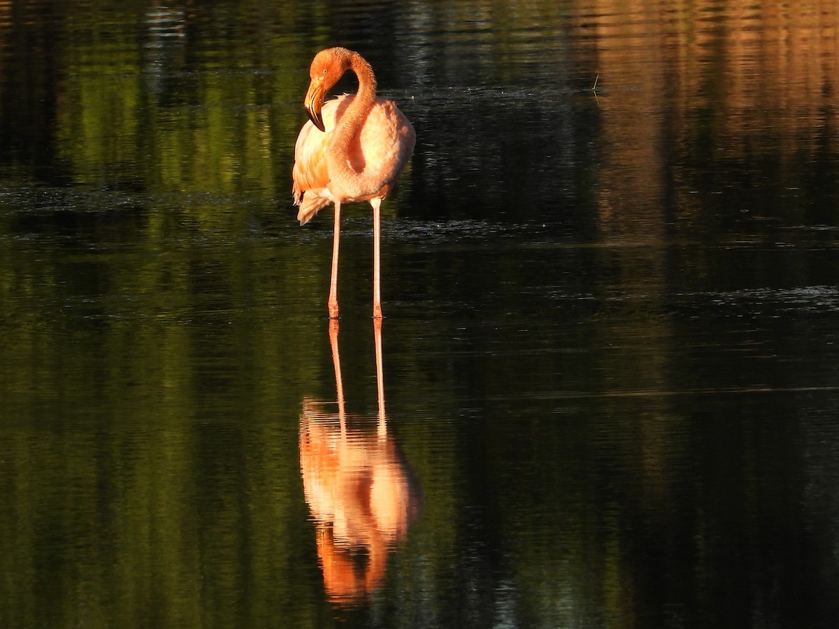 American Flamingo - Mark S. Hoffman