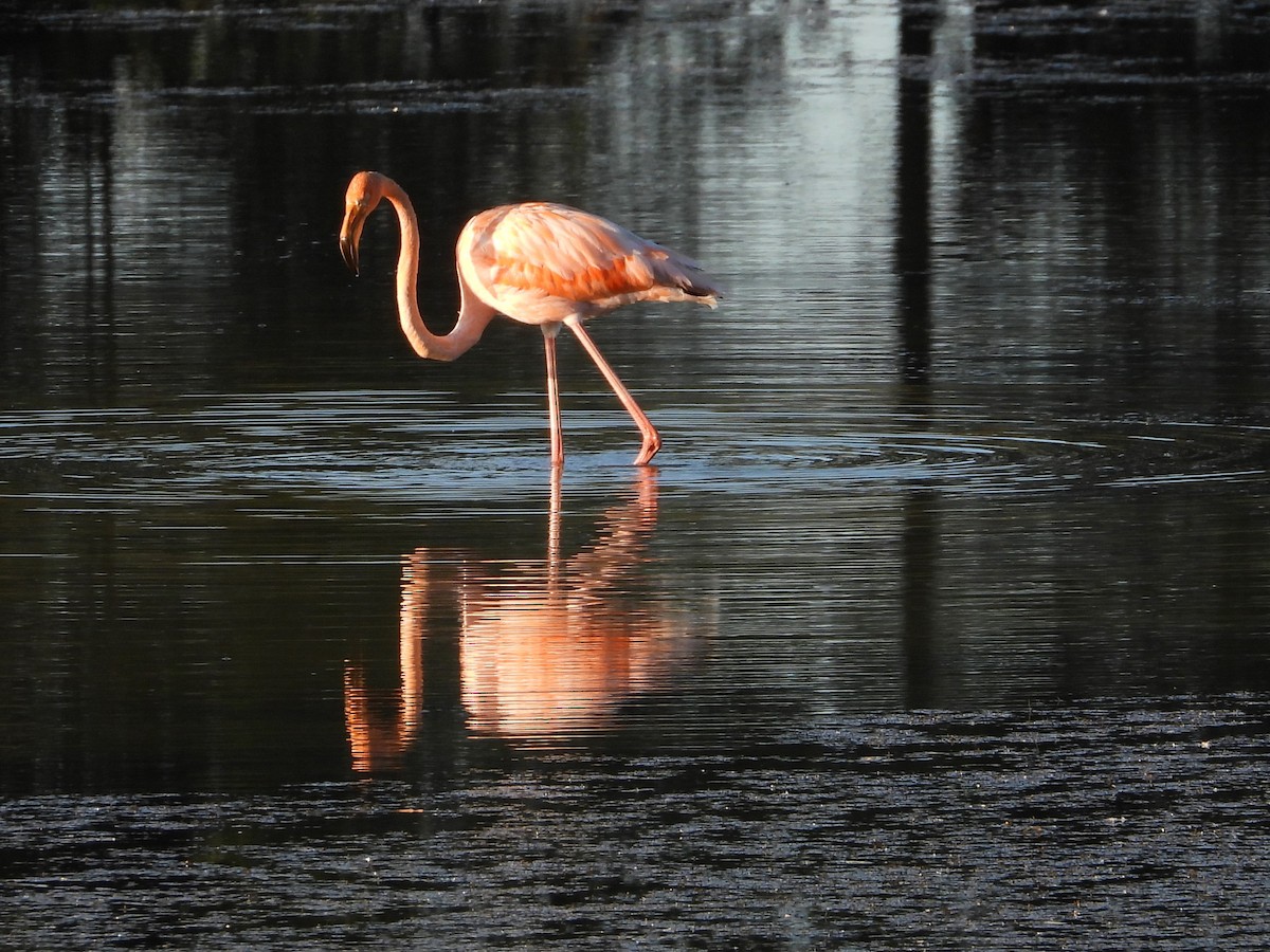 Flamant des Caraïbes - ML608853397