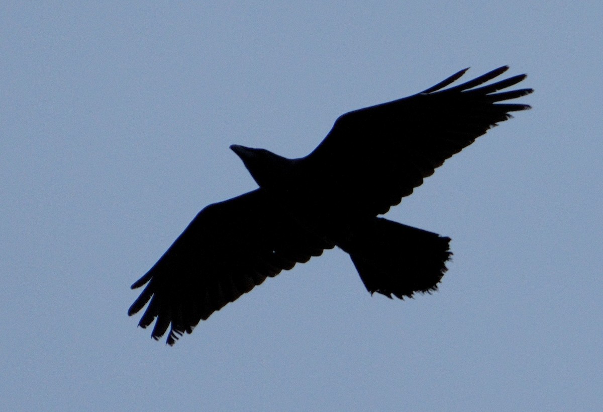 Common Raven - ML608853403