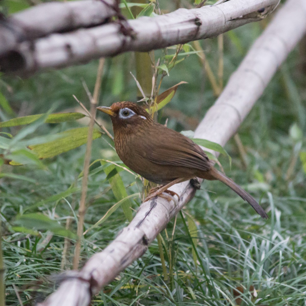 Chinese Hwamei - Rail Whisperer