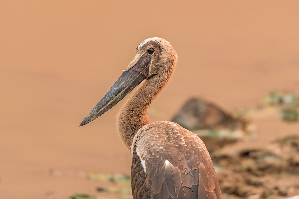 Saddle-billed Stork - ML608853587