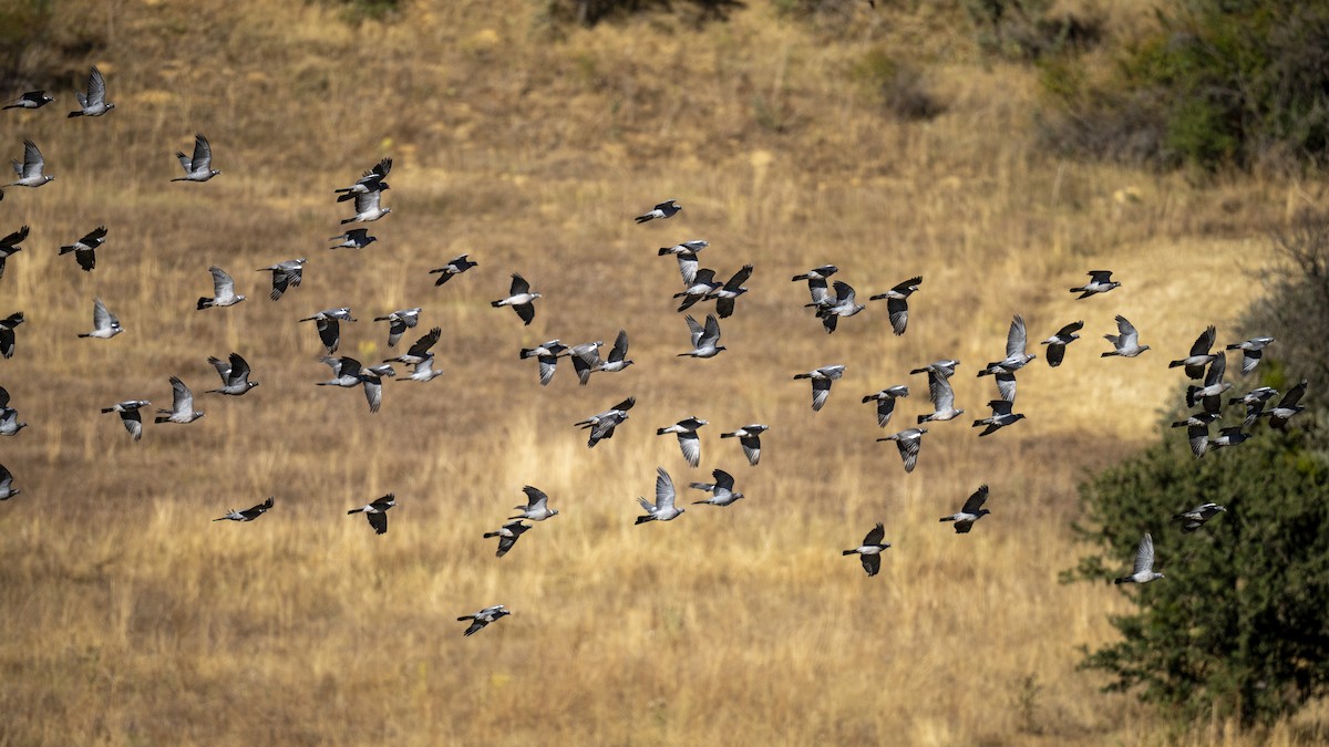 Common Wood-Pigeon - ML608853599