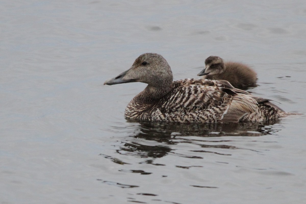 Common Eider - ML608853637