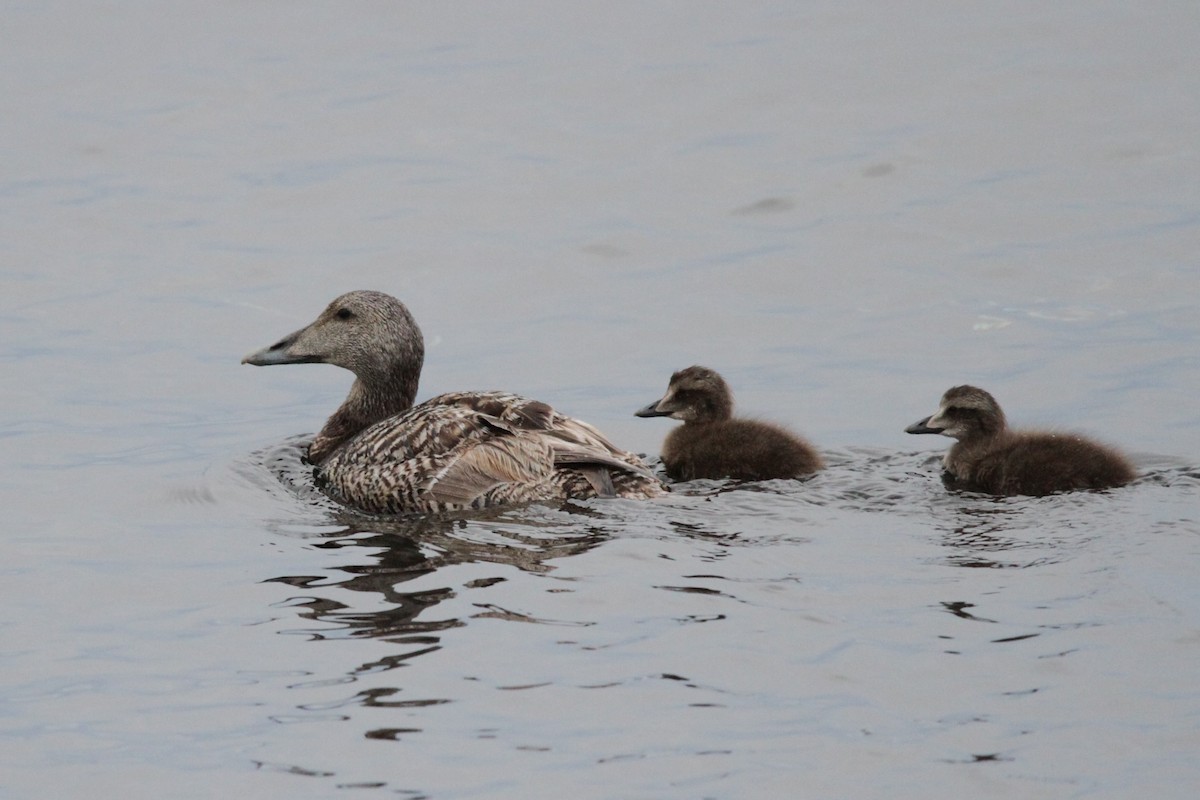 Common Eider - ML608853638