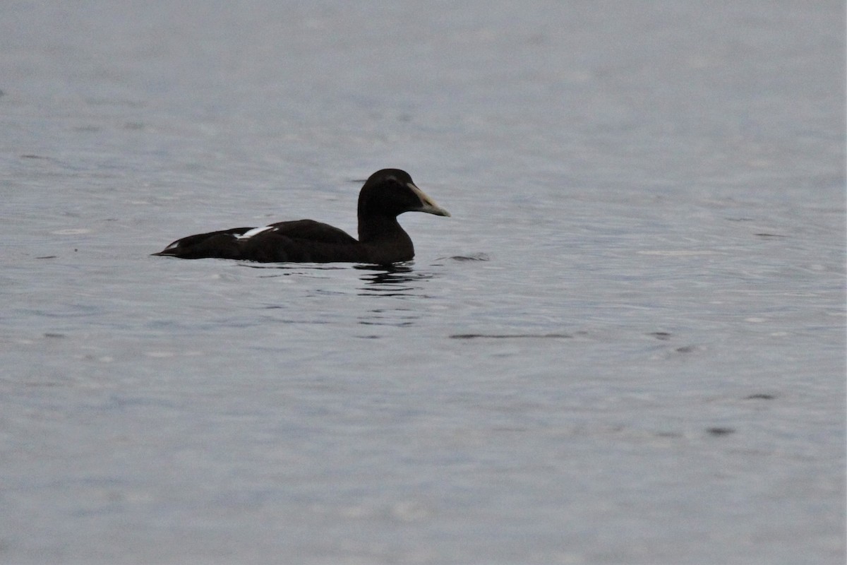 Common Eider - ML608853640