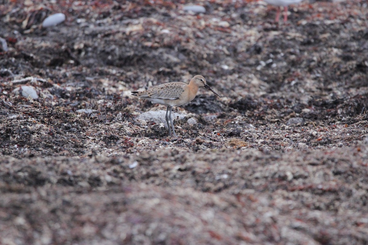 Black-tailed Godwit - ML608853685