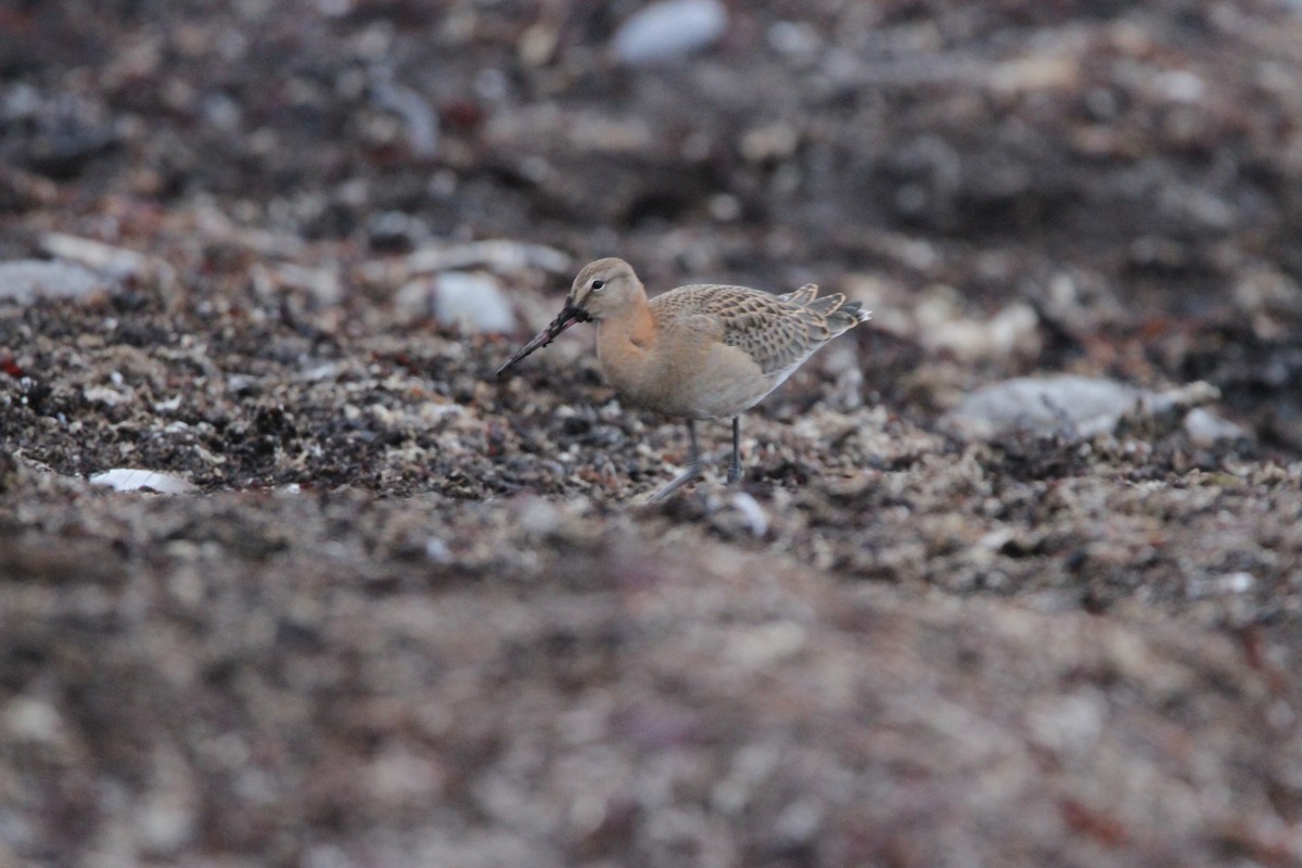 Black-tailed Godwit - ML608853686