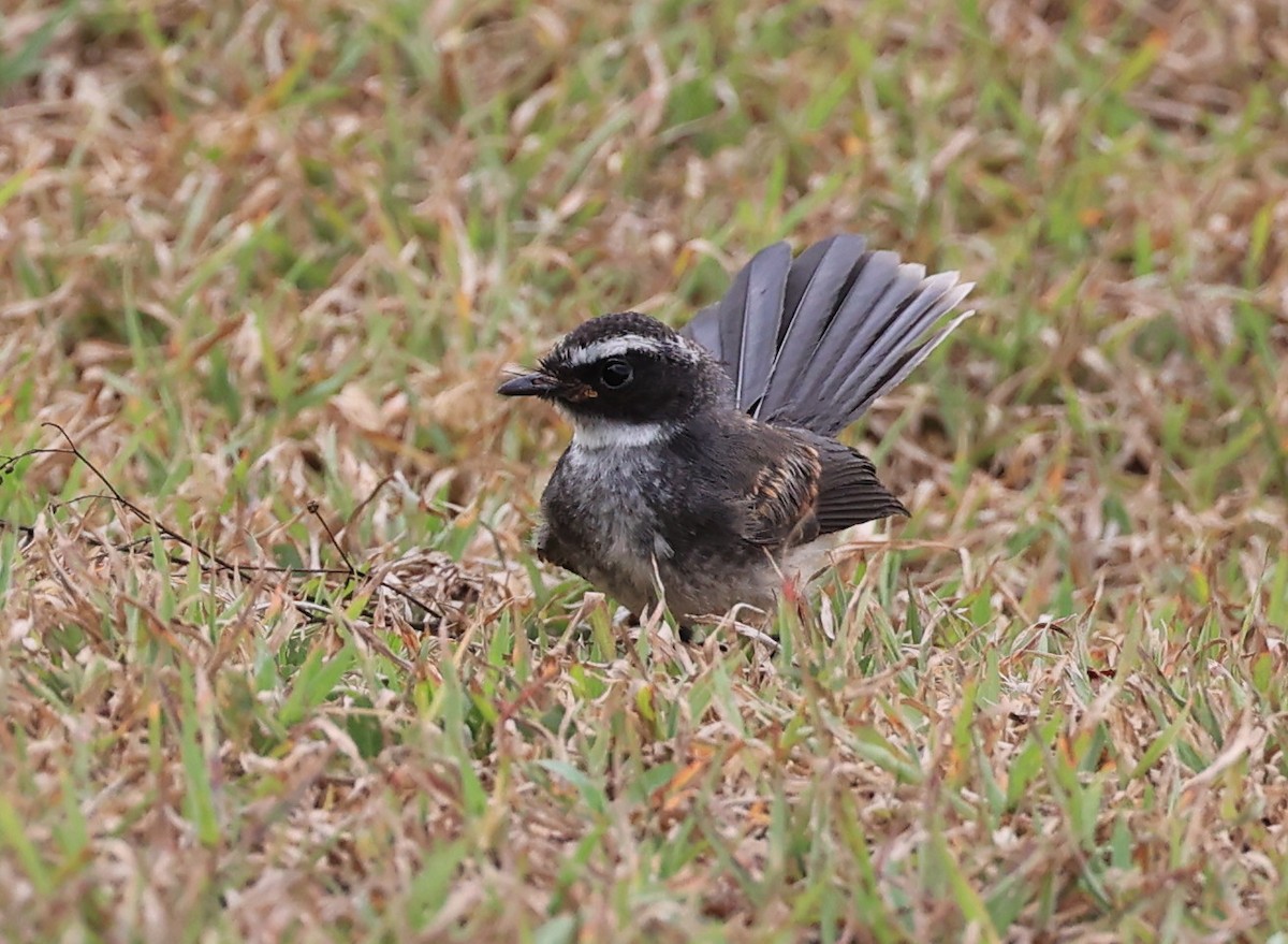 Spot-breasted Fantail - ML608853709