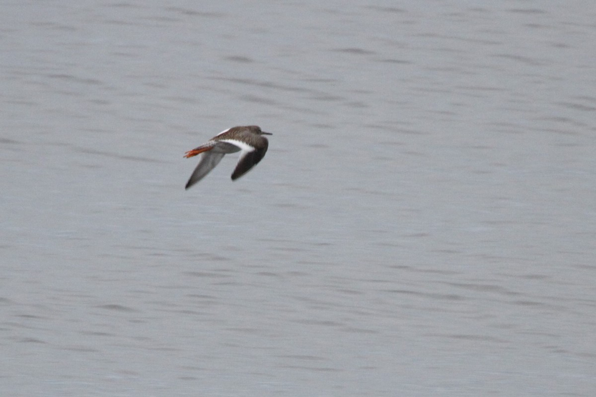 Common Redshank - ML608853734