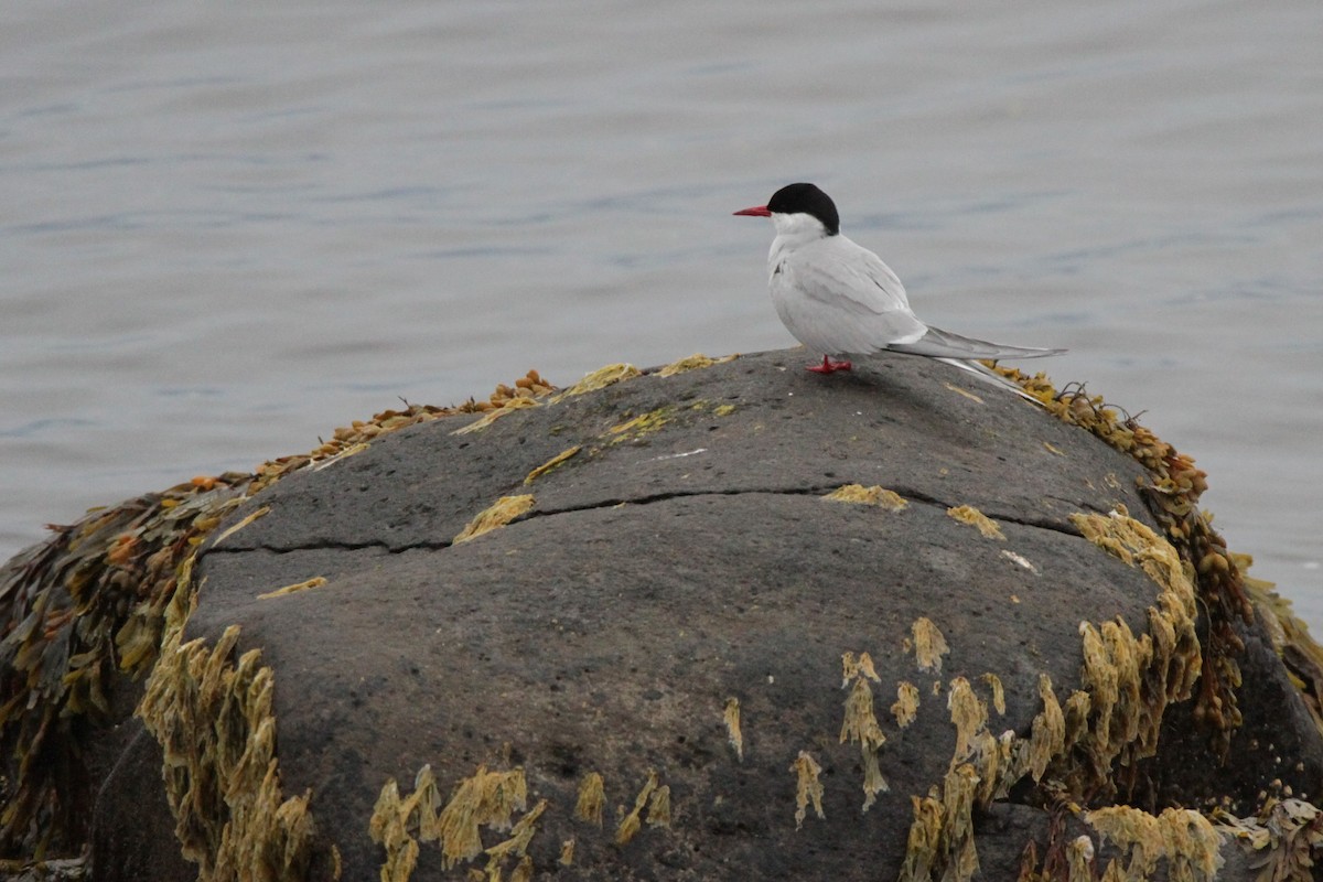 Arctic Tern - ML608853771