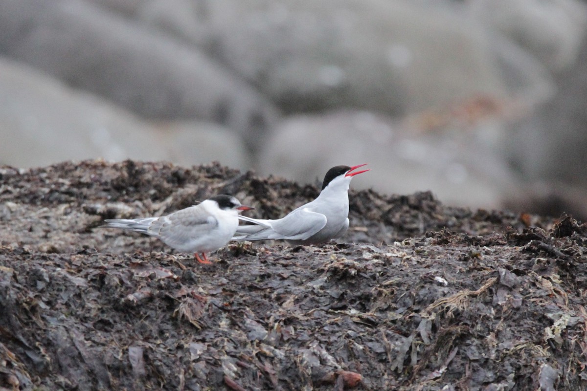 Arctic Tern - ML608853772