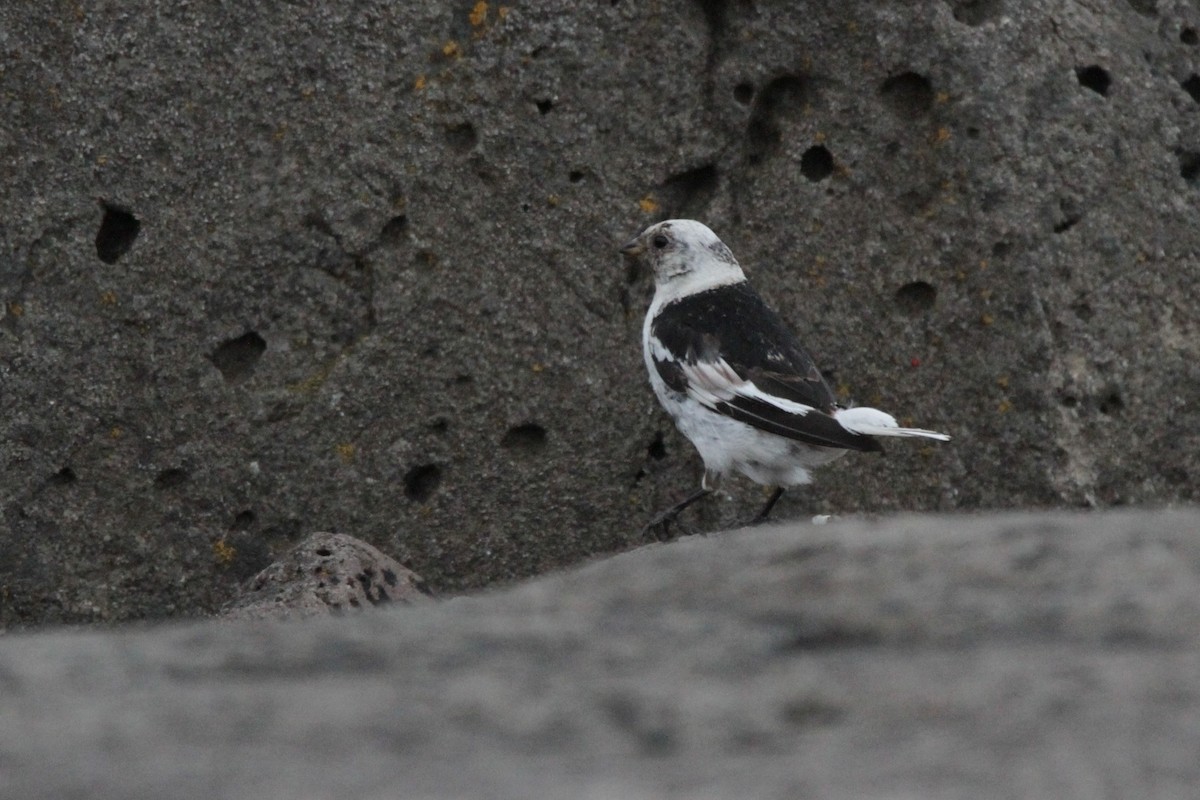 Snow Bunting - ML608853788