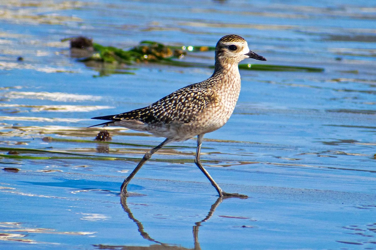 American Golden-Plover - ML608853837