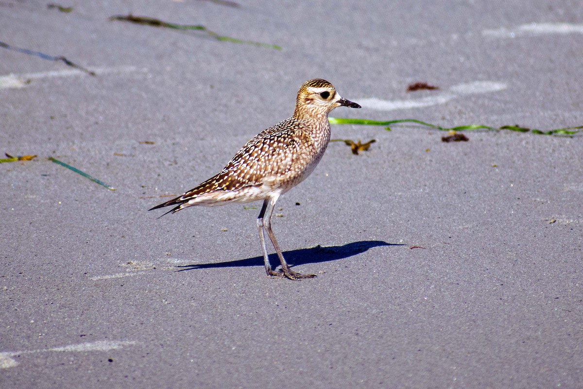 American Golden-Plover - ML608853838