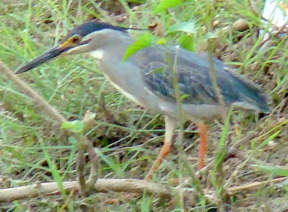 Striated Heron - ML608853851