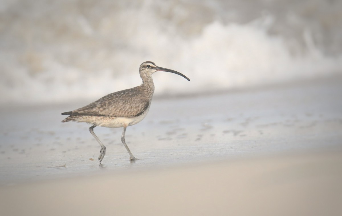 Regenbrachvogel - ML608853854