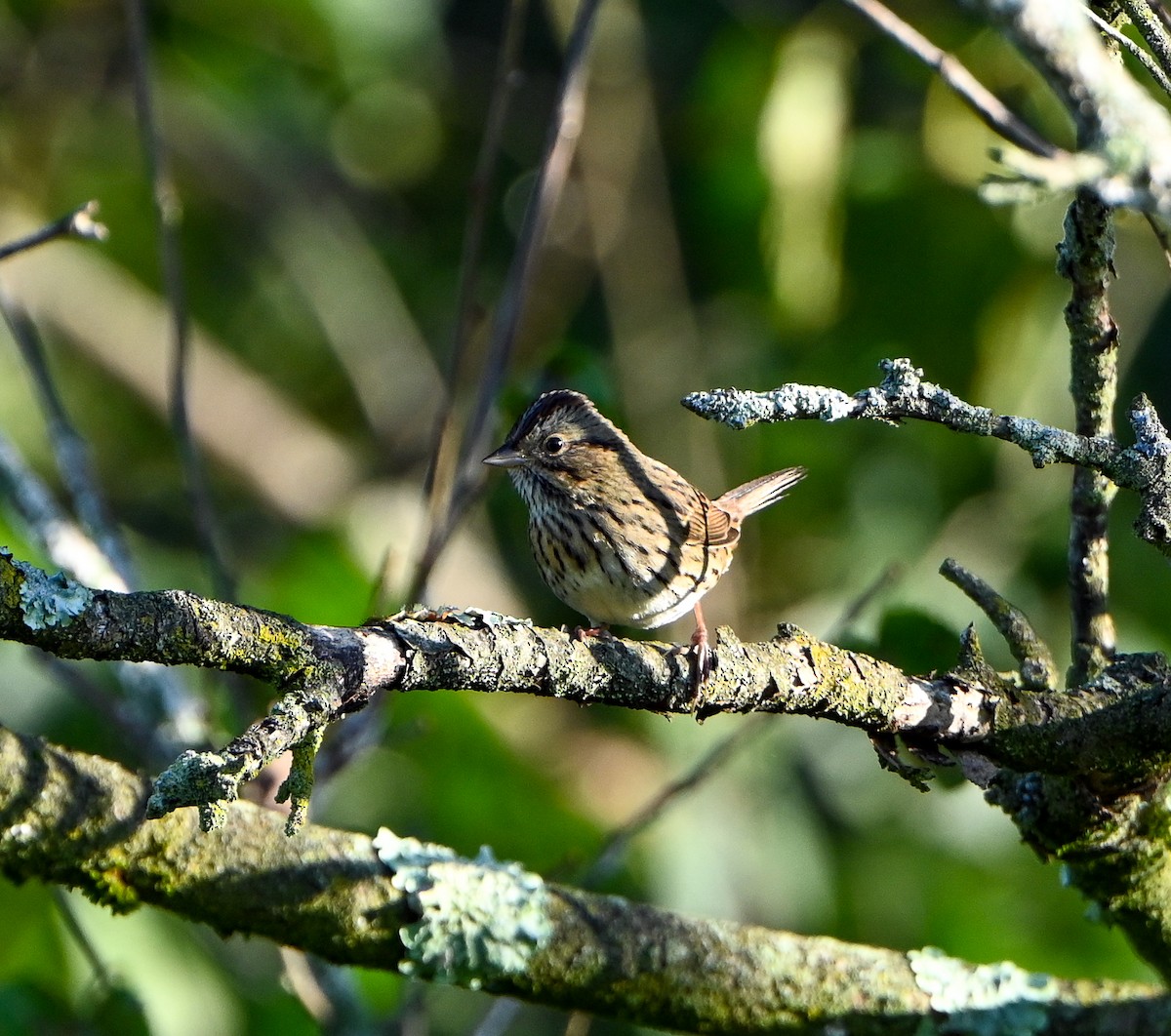 Lincoln's Sparrow - ML608853856