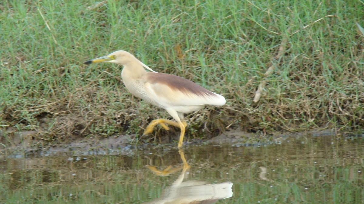 Indian Pond-Heron - ML608853862