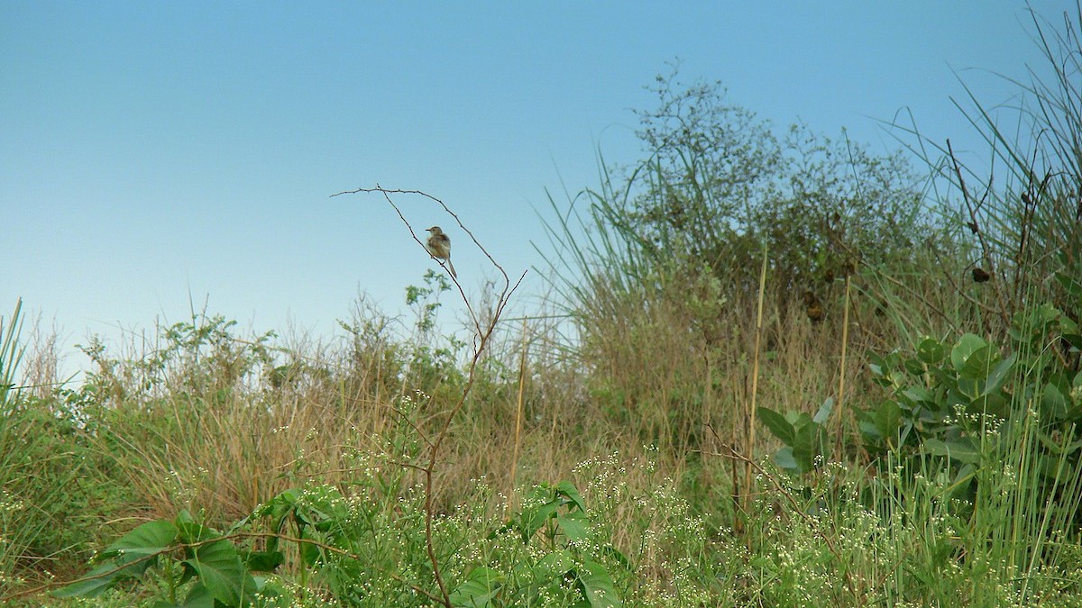 Plain Prinia - Soma Ateesh