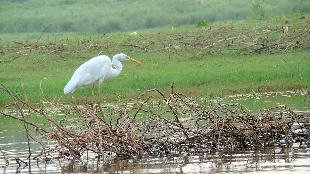 Great Egret - ML608853873