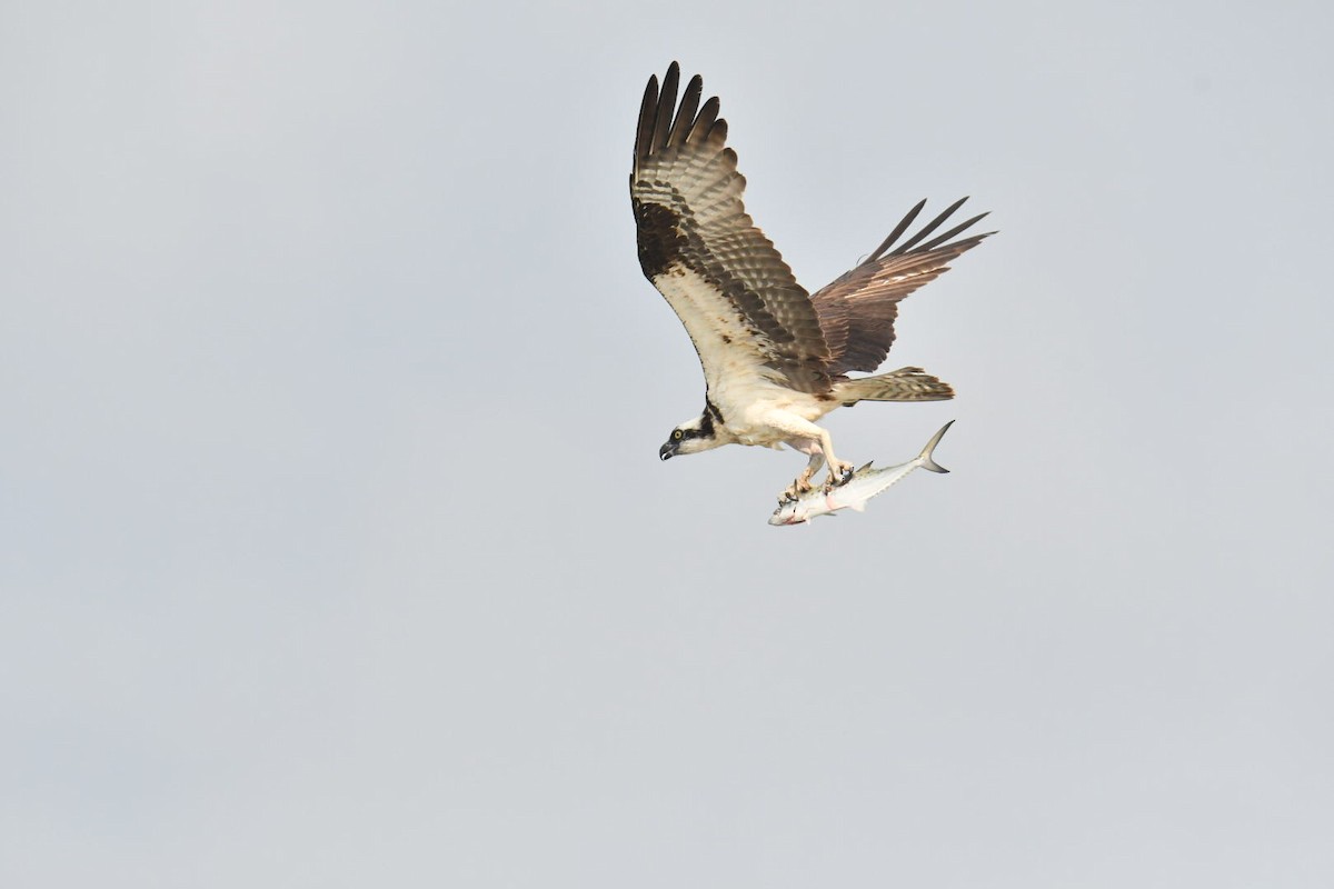 Balbuzard pêcheur - ML608853879