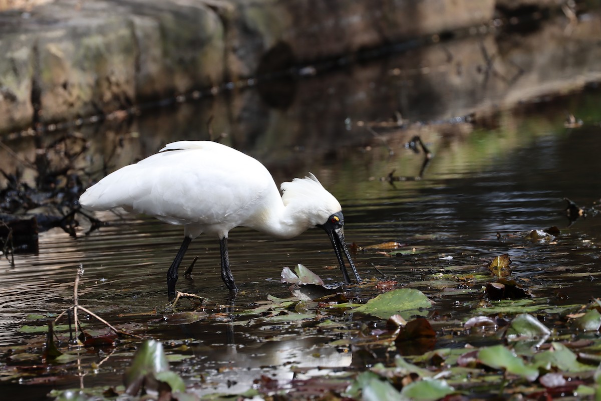 Royal Spoonbill - ML608853889