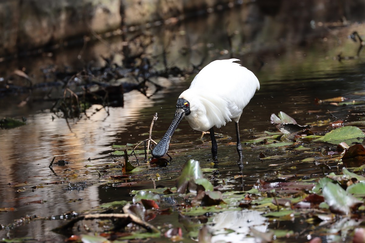 Royal Spoonbill - ML608853902