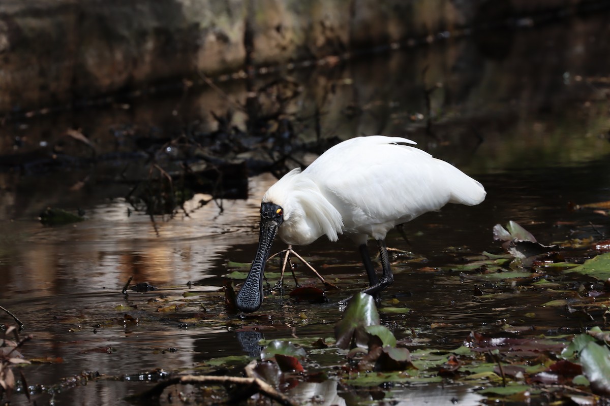 Royal Spoonbill - ML608853929