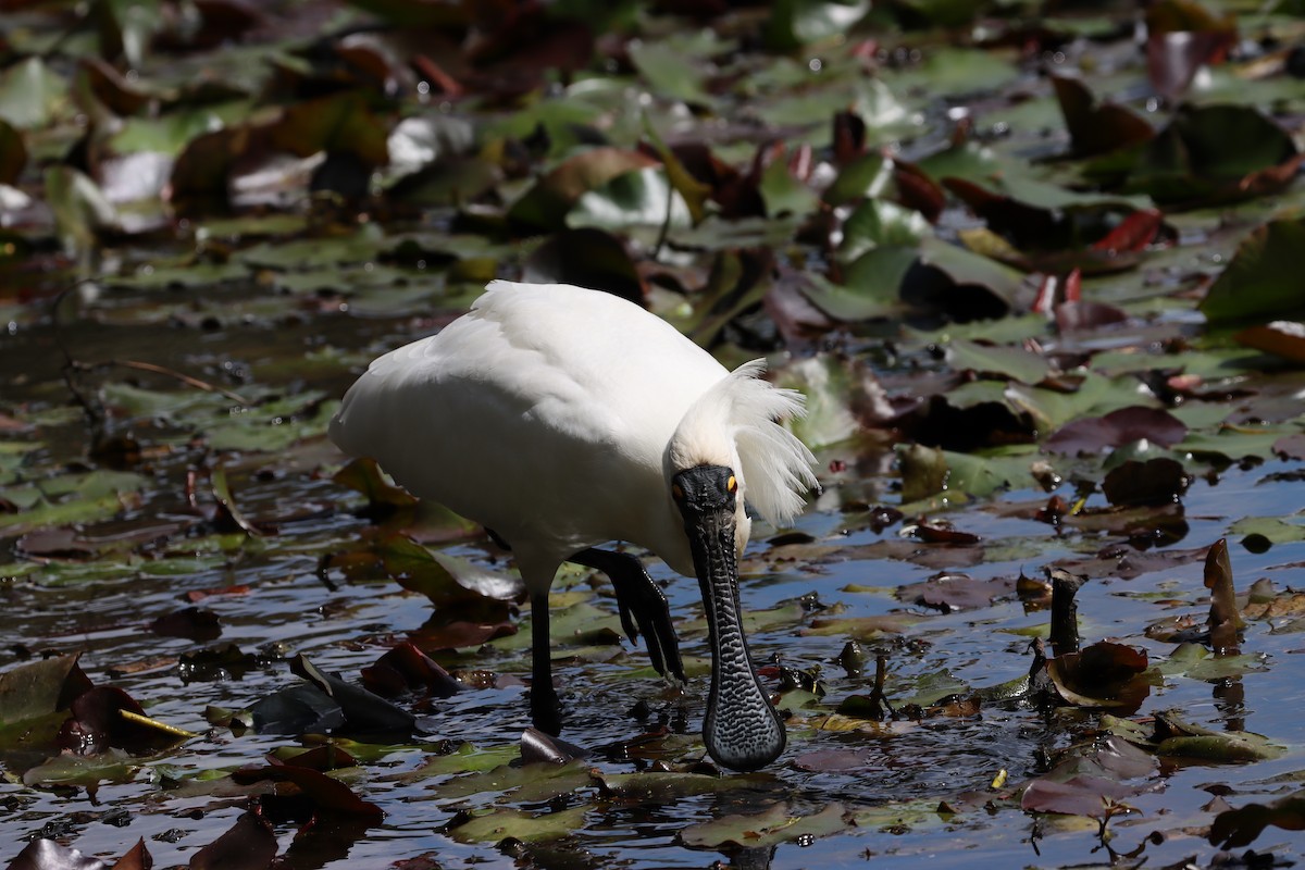 Royal Spoonbill - ML608853944