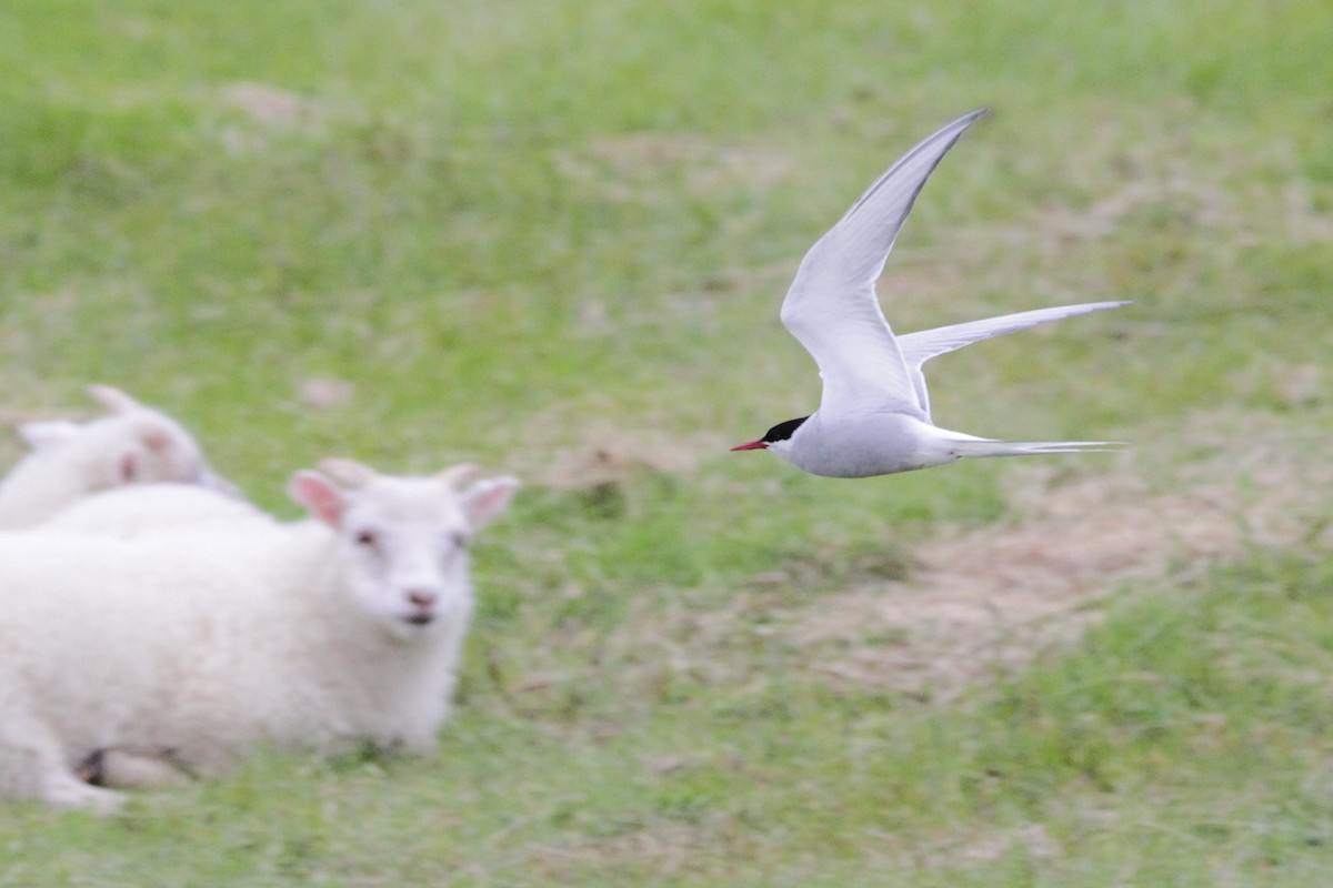 Arctic Tern - ML608854056