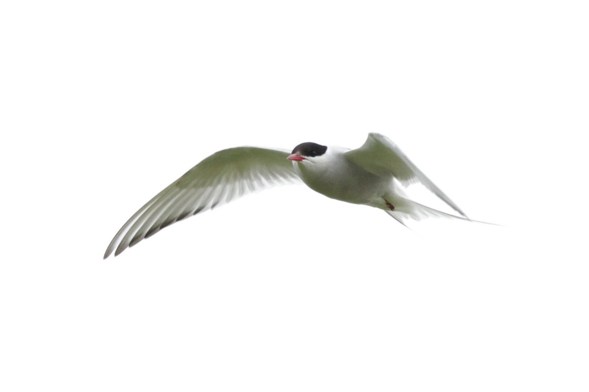 Arctic Tern - ML608854057