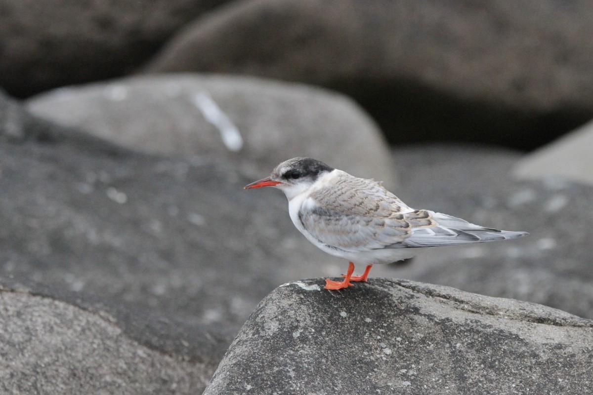 Arctic Tern - ML608854058