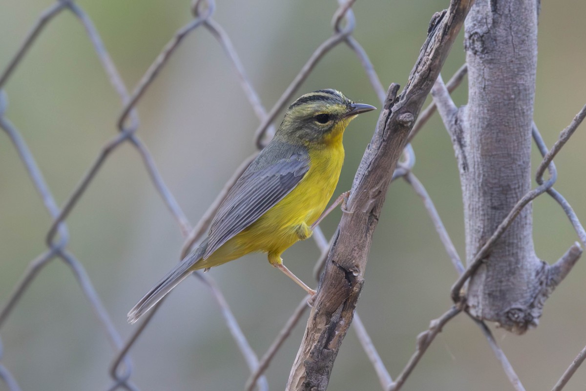 Golden-crowned Warbler - ML608854109