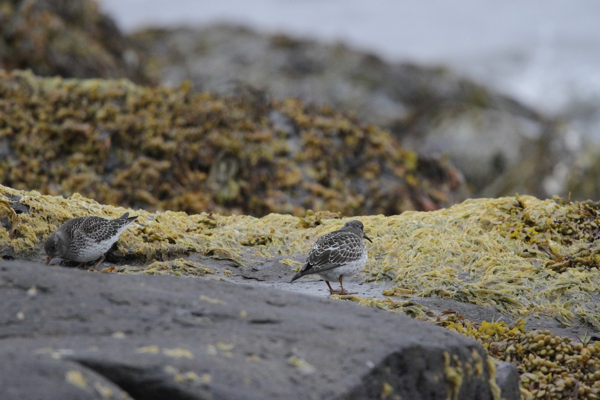 Purple Sandpiper - ML608854122