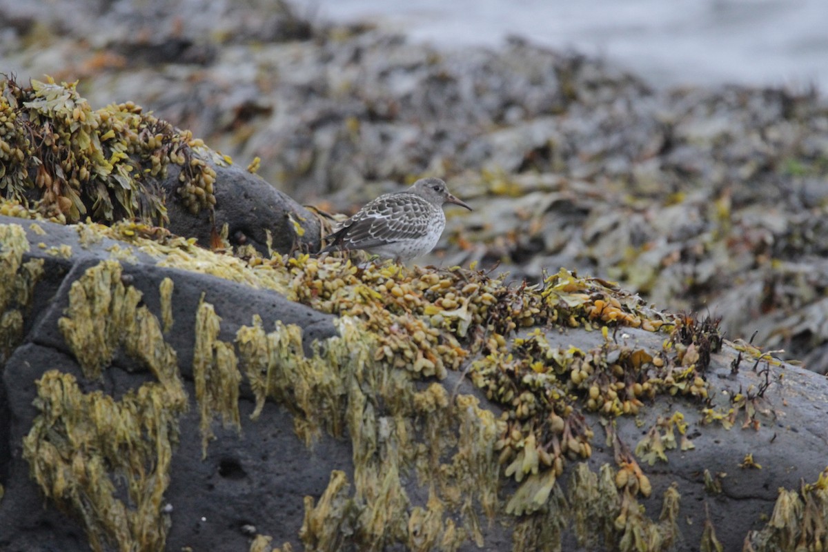 Purple Sandpiper - ML608854123